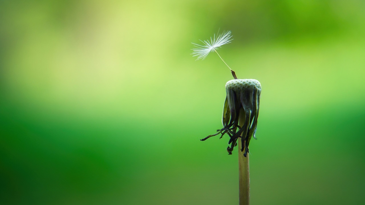 dandelion, macro, seeds-5178095.jpg