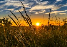wheat, field, sunset-2391348.jpg